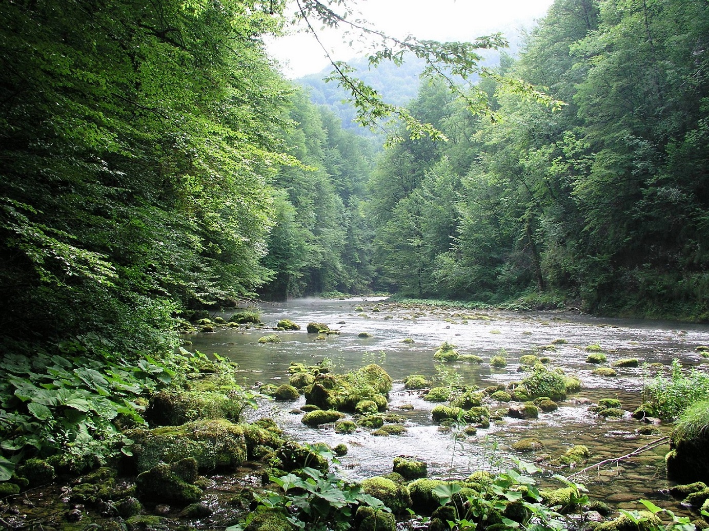 The upper course of the River Kupa