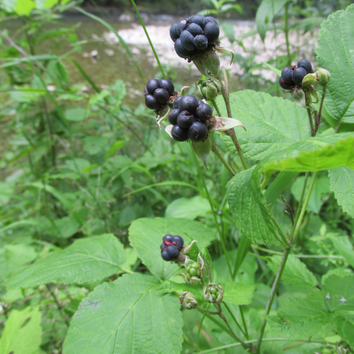 Blackberry (Rubus fruticosus)