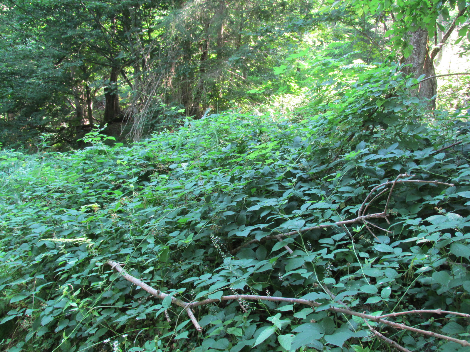 Blackberry (Rubus fruticosus)