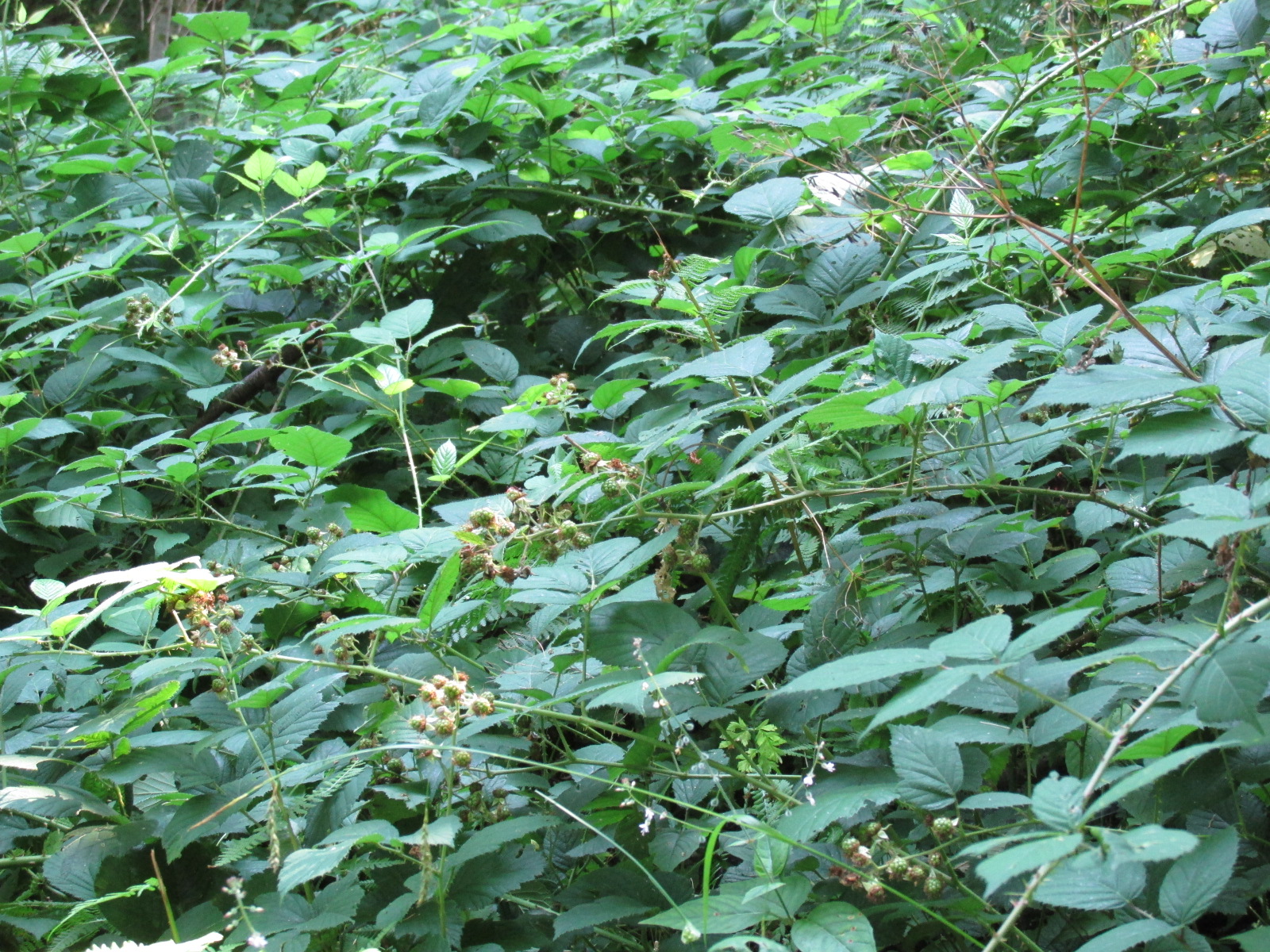 Blackberry (Rubus fruticosus)