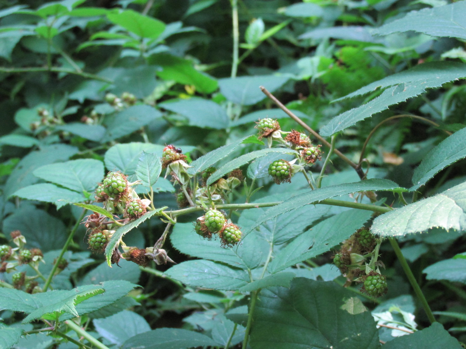 Blackberry (Rubus fruticosus)