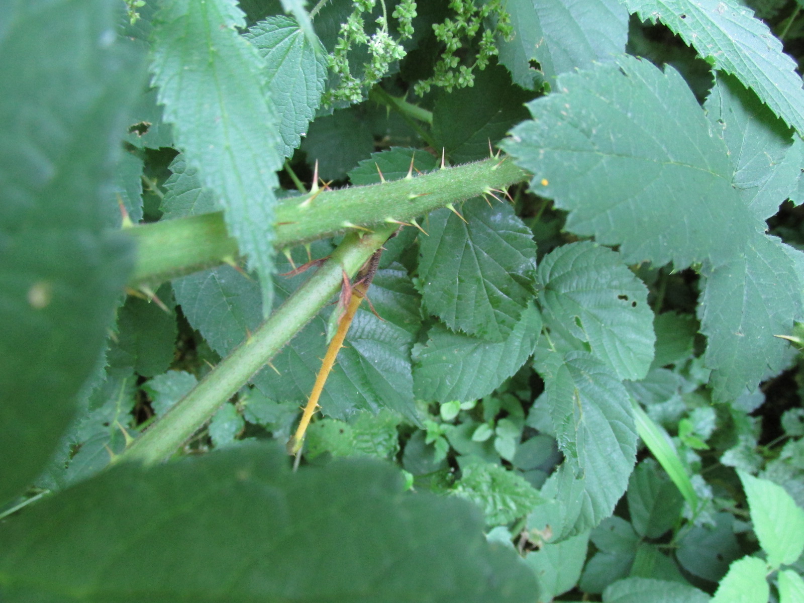 Blackberry (Rubus fruticosus)