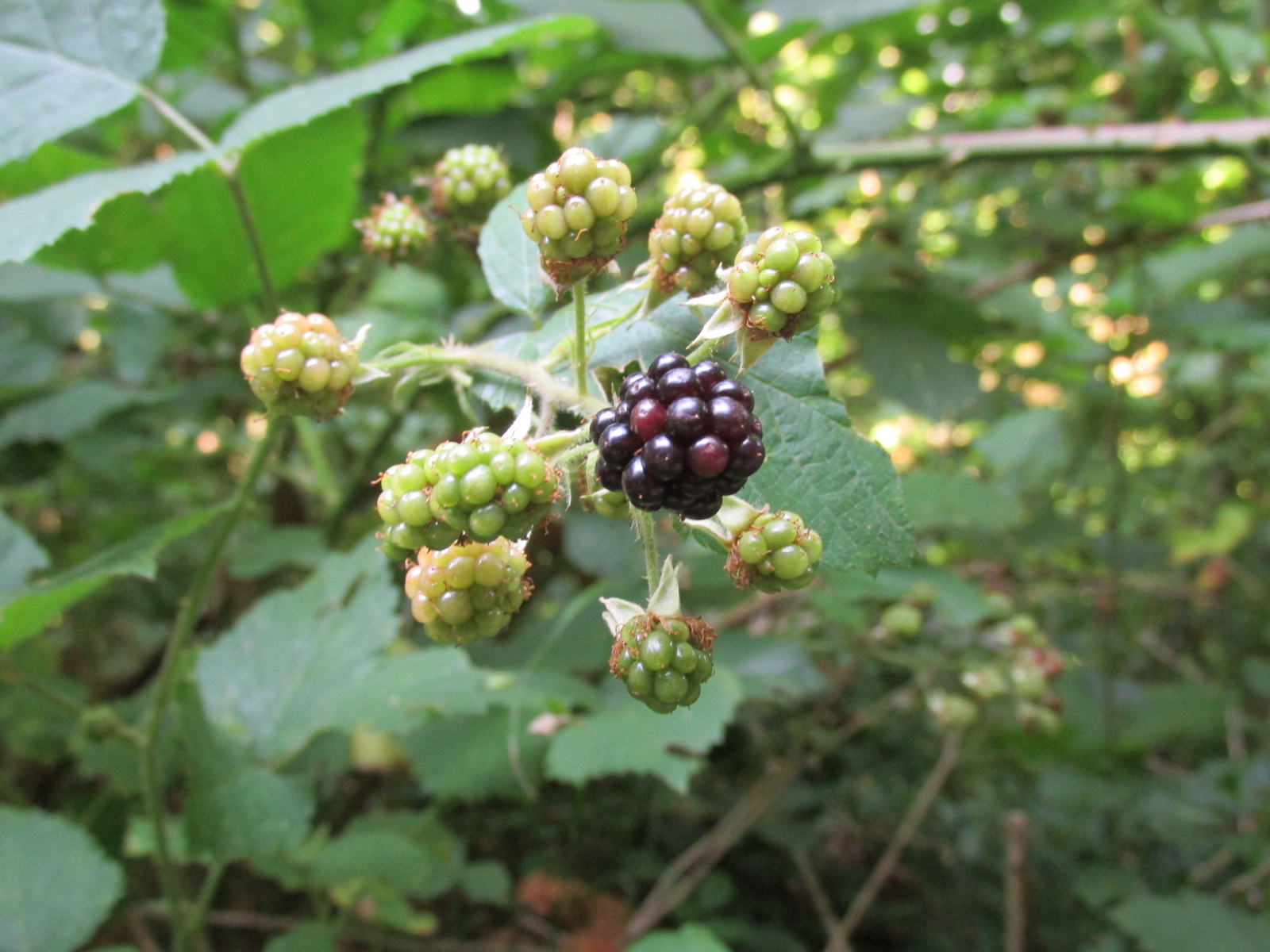 Blackberry (Rubus fruticosus)
