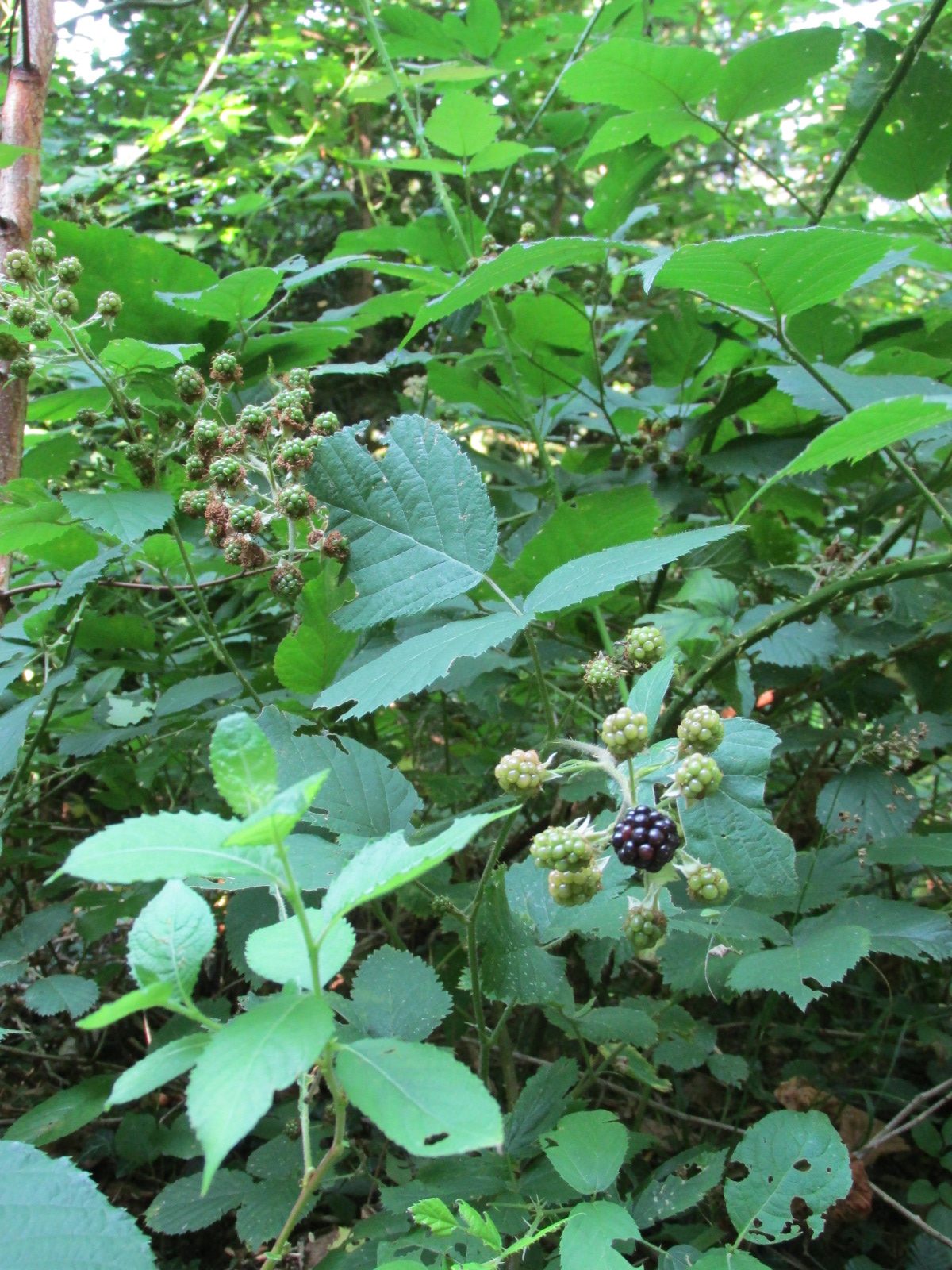 Blackberry (Rubus fruticosus)