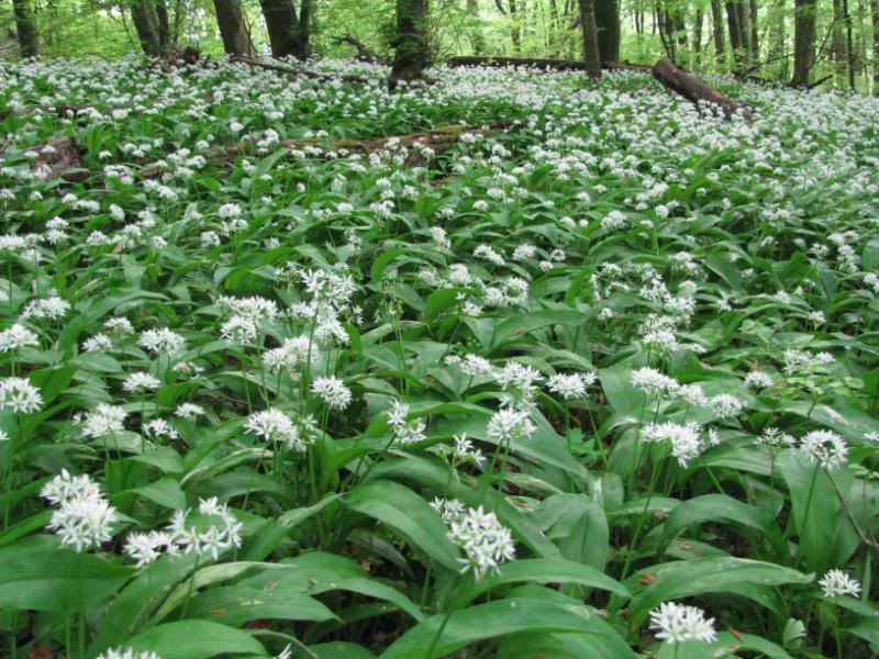 Bear's garlic, ramsons, buckrams, wild garlic, broad-leaved garlic