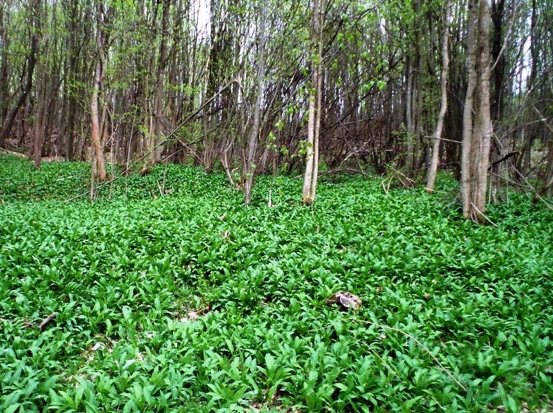 Bear's garlic, ramsons, buckrams, wild garlic, broad-leaved garlic
