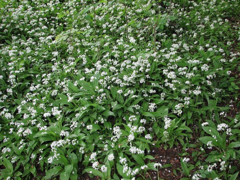 Bear's garlic, ramsons, buckrams, wild garlic, broad-leaved garlic