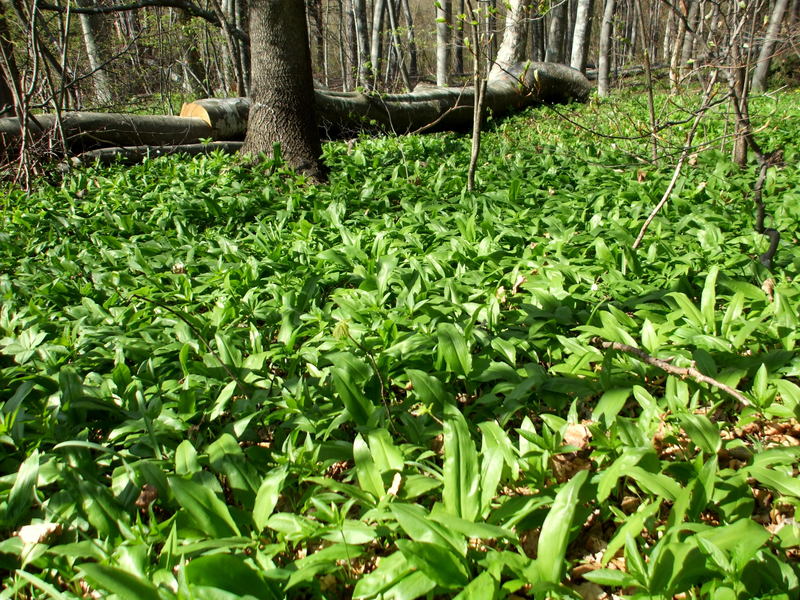 Bear's garlic, ramsons, buckrams, wild garlic, broad-leaved garlic