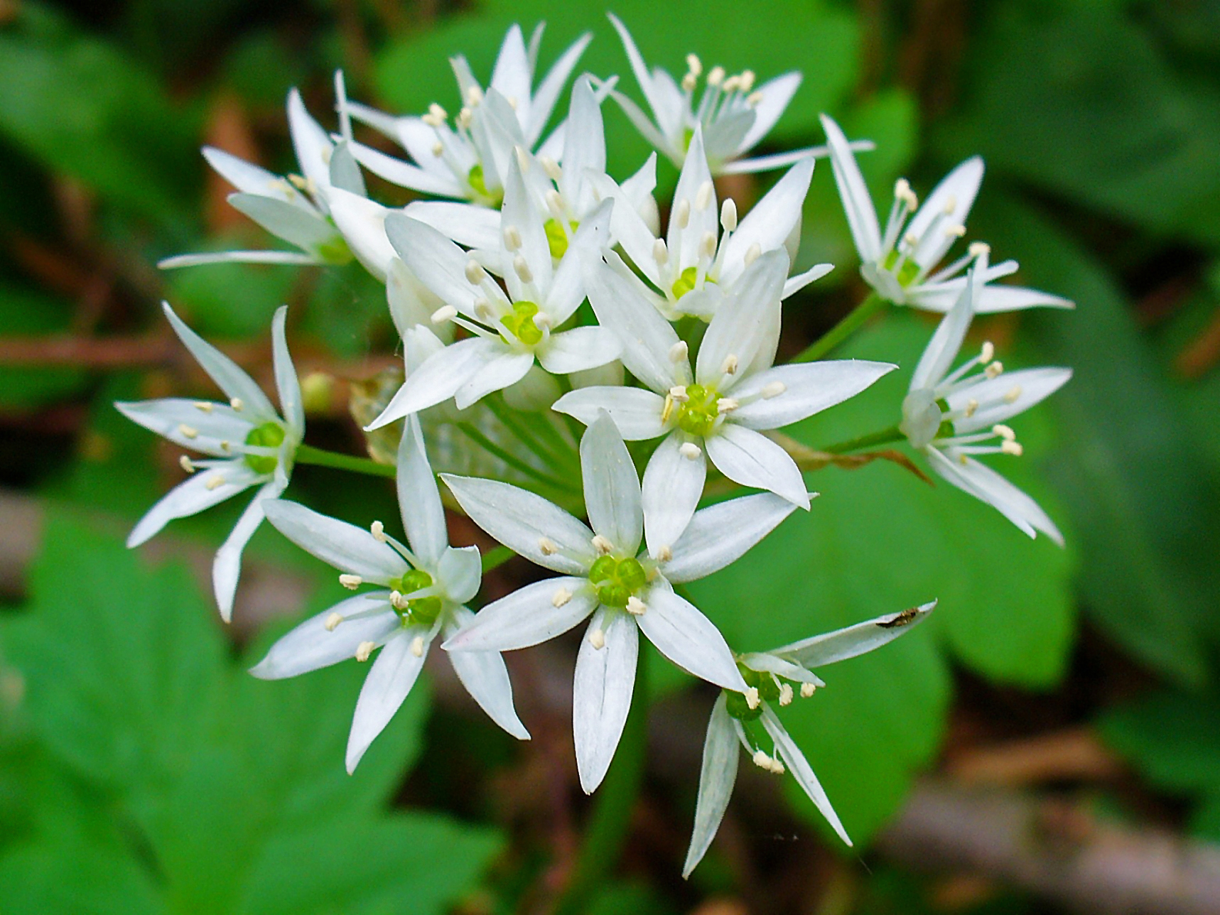 Bear's garlic, ramsons, buckrams, wild garlic, broad-leaved garlic