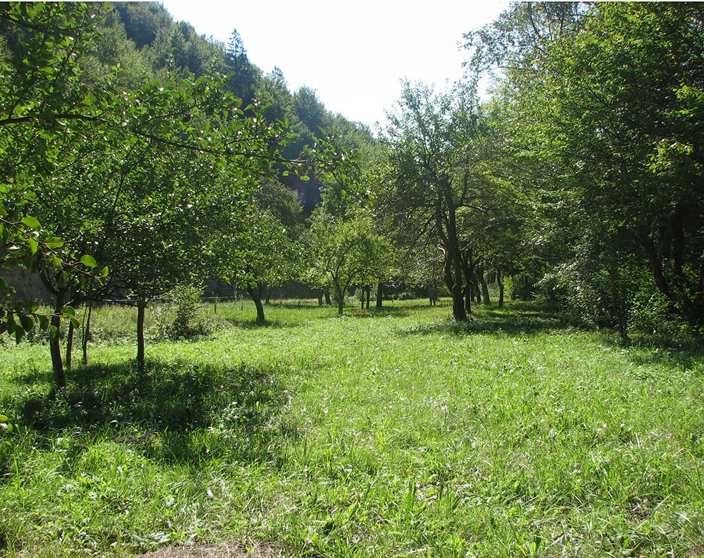 Travniški sadovnjaki