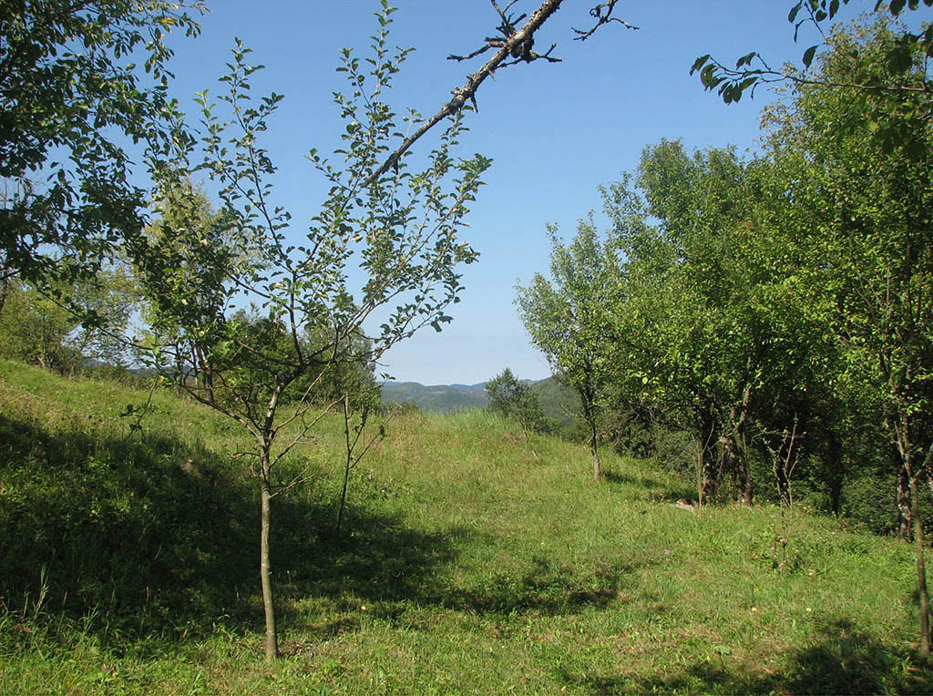 Travniški sadovnjaki