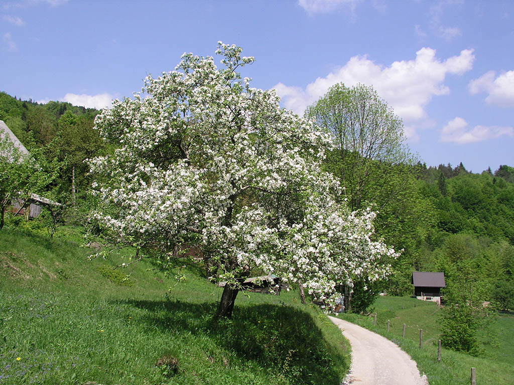 Travniški sadovnjaki