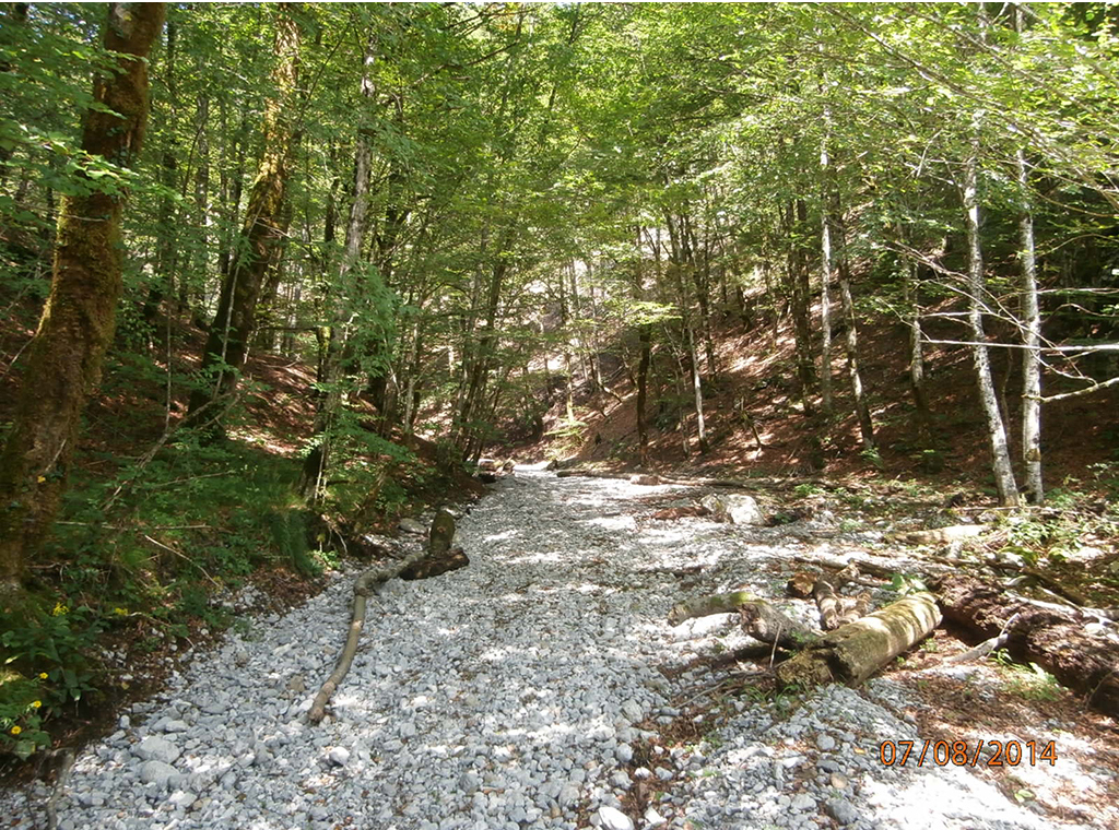 Sušica
