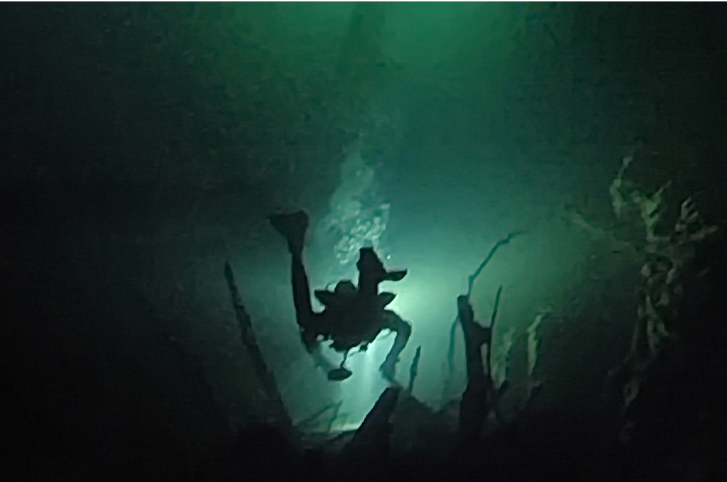 At 60 metres among the tree trunks